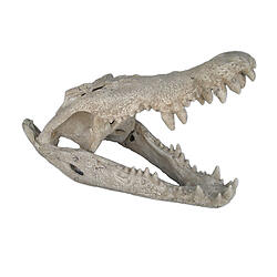 Crocodile Skull Fossil