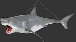 hanging great white shark 11ft life size statue size of great white sharks