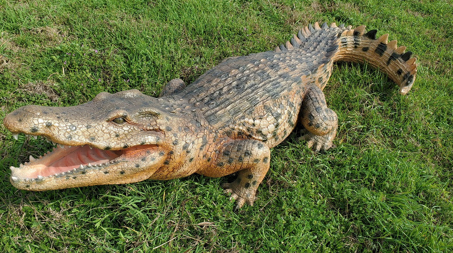 Details about   Caiman Alligator Life Size Statue 8FT realistic Museum Quality 