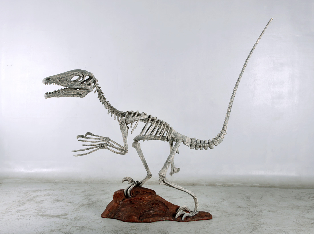 deinonychus skeleton