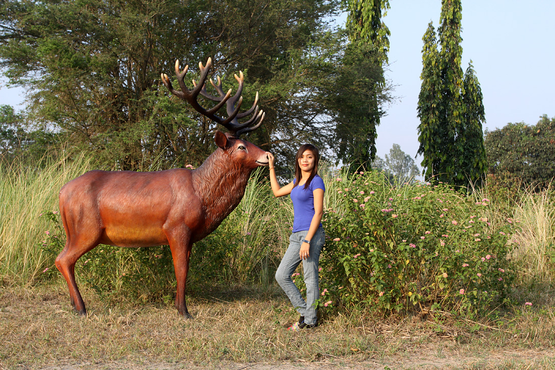 a stag deer