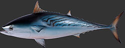 Mackerel Tuna Sculpture