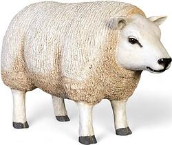 White Texel Lamb- Small - Head Up