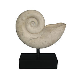 Nautilus Shell Fossil Stone