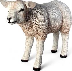 White Texelaar Lamb - Head Up