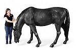 Black Stallion Horse Life Size Statue Grazing