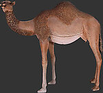 Camel Statue Female Life Size