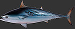 Mackerel Tuna Sculpture
