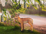 Baby Whitetail Deer Statue Real Size Museum Quality