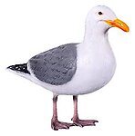 Seagull Life Size Statue Replica