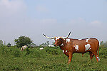 Texas Longhorn Steer Life Size Statue 10FT