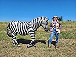 Life Size Walking Zebra Statue