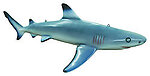 Blacktip Shark Life Size Statue Hanging 4FT