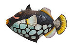 Clown Triggerfish Tropical Fish Statue Hanging 4FT