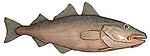 Large Trout Fish Statue Wall Mount