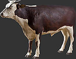 Hereford Steer Life Size Statue