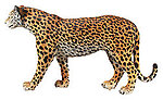 Leopard Statue True Life Size Realistic Museum Quality