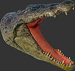 Large Crocodile Head