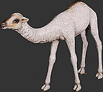 Dromedary Calf Camel Statue