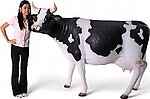 Holstein Cow Life Size Statue