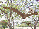 Huge Pterodactyl Flying Life Size Statue Hanging 17.8 FT