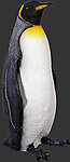 Life Size King Penguin 3 FT