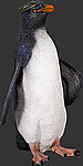 Rockhopper Penguin - 2FT Statue