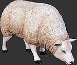 White Texel Sheep Head Down