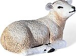 White Texel Lamb - Resting