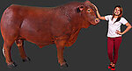 Angus Bull Life Size Statue Brown Finish