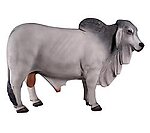 Brahman Bull Life Size Statue Gray