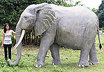 African Elephant Life Size Statue