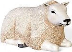 White Texel Lamb- Small - Resting