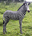 Zebra Foal Statue Life Size